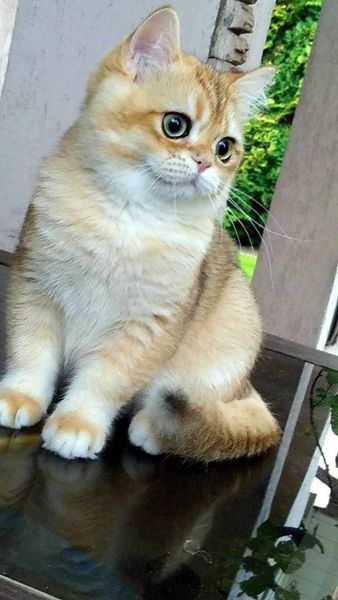 British Shorthair