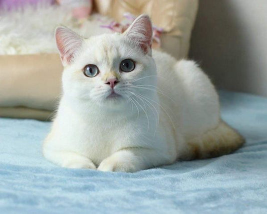 British Shorthair