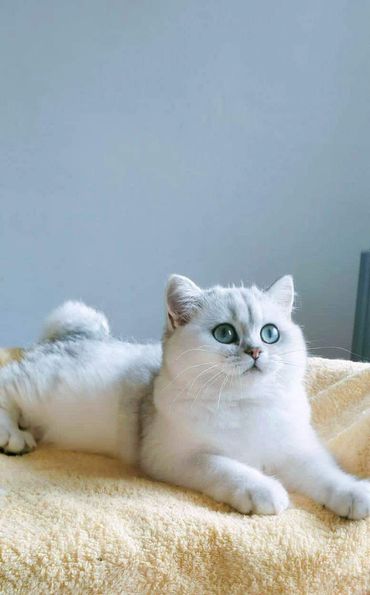 British Shorthair