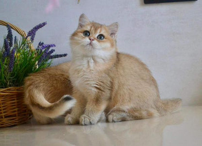 British Shorthair