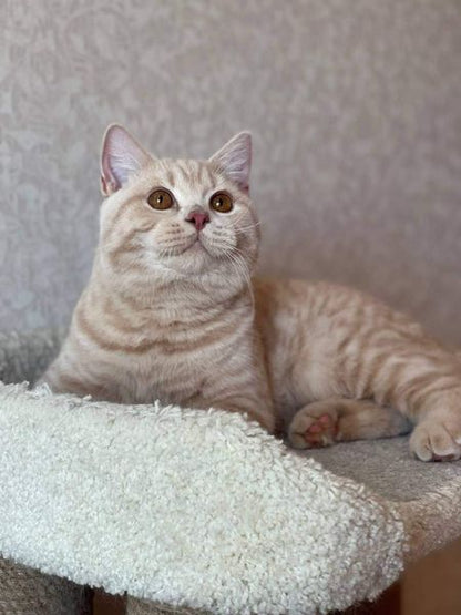 British Shorthair