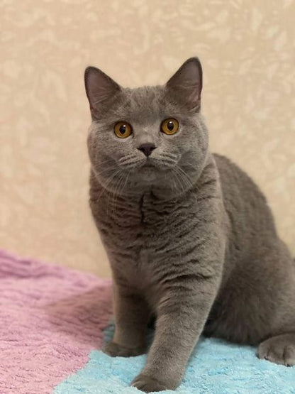 British Shorthair