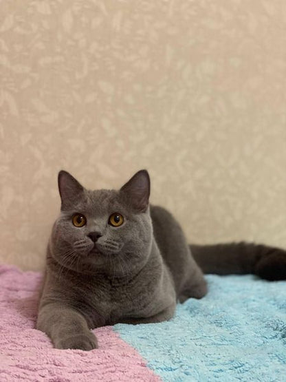 British Shorthair