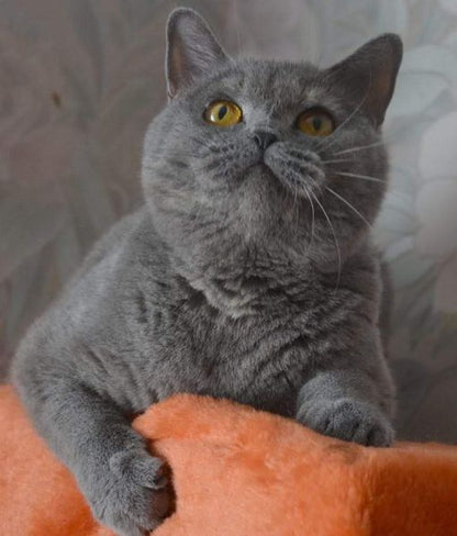 British Shorthair