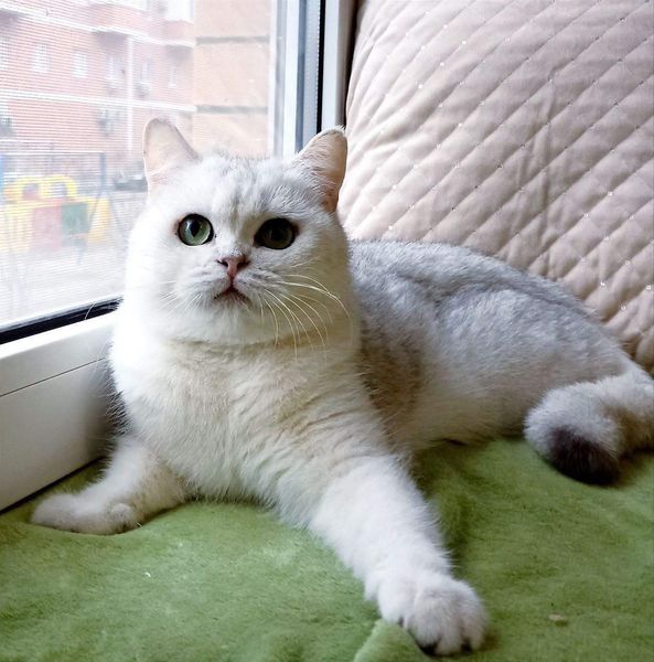 British Shorthair