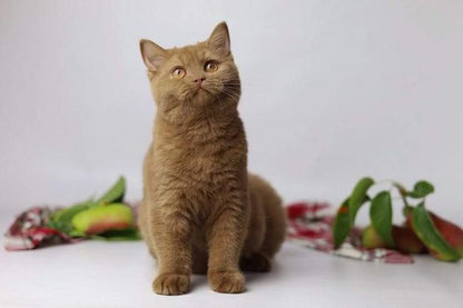 British Shorthair