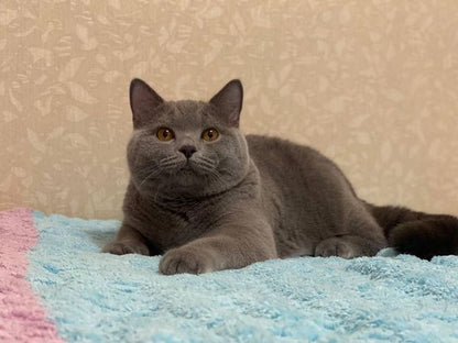 British Shorthair