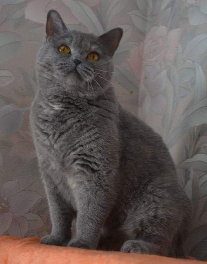 British Shorthair