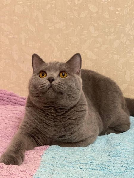 British Shorthair