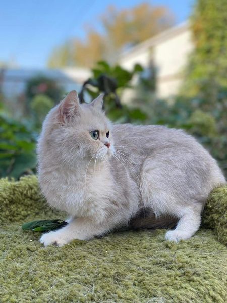 British Shorthair