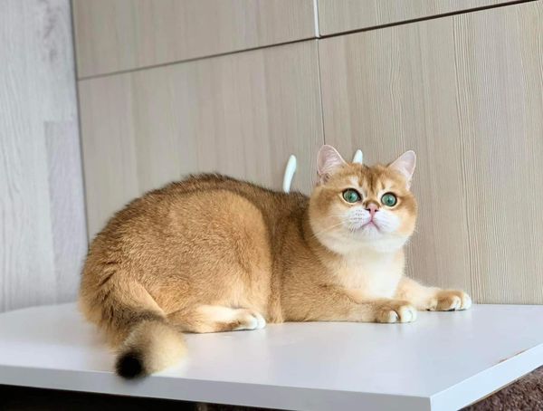 British Shorthair