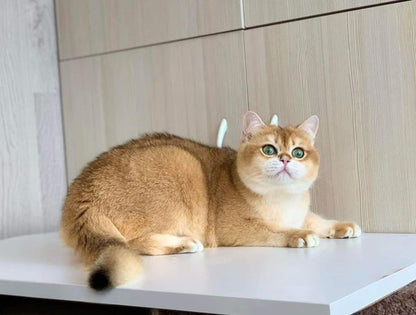 British Shorthair