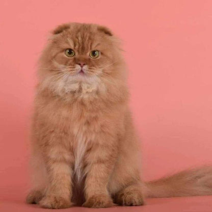 Scottish Fold Longhair