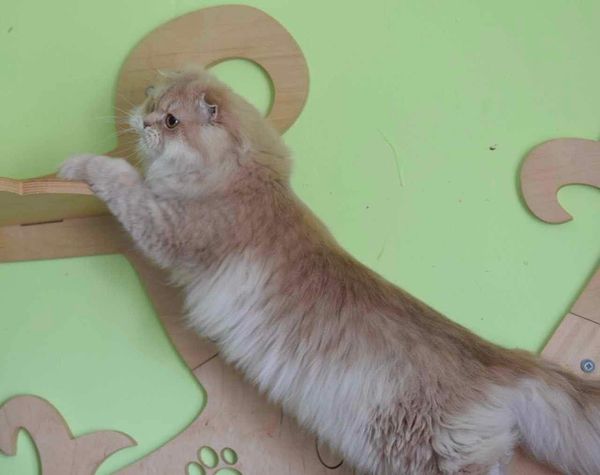 Scottish Fold Longhair