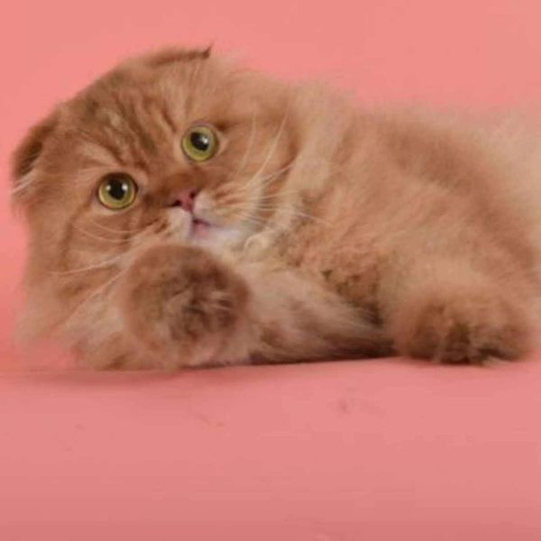 Scottish Fold Longhair