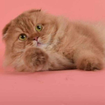 Scottish Fold Longhair