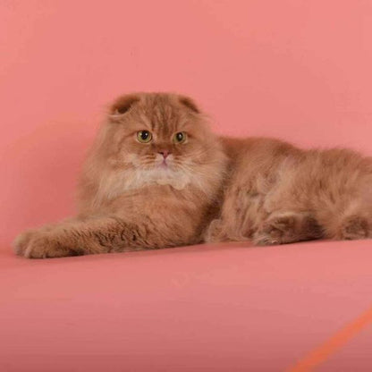 Scottish Fold Longhair