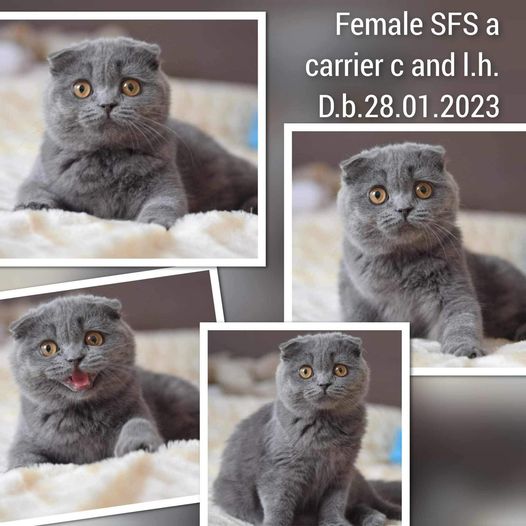 Scottish Fold