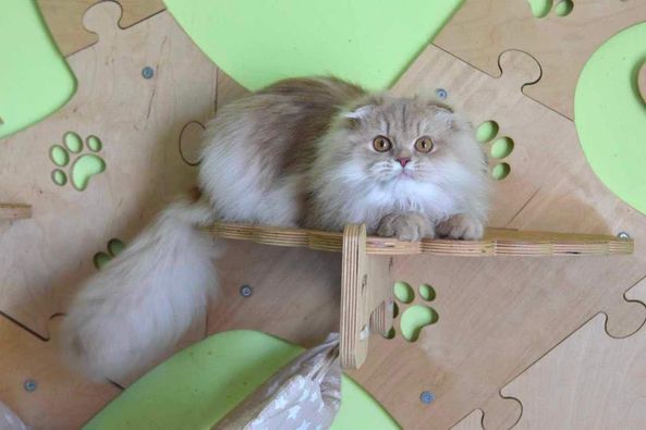 Scottish Fold Longhair