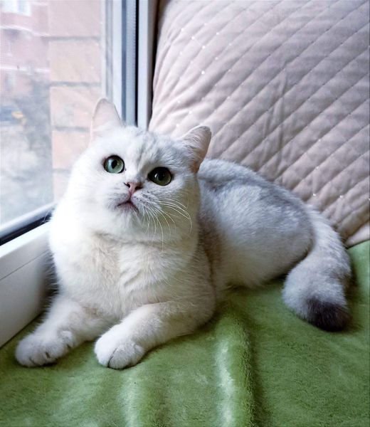 British Shorthair