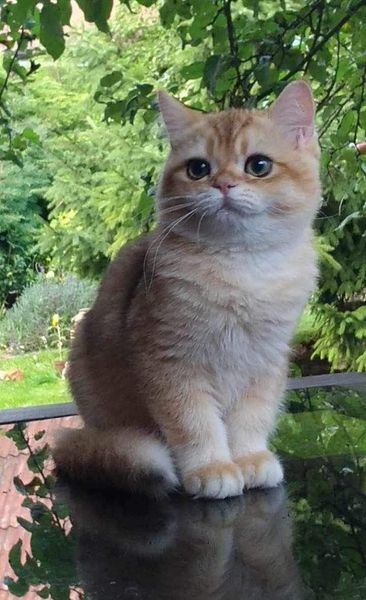 British Shorthair