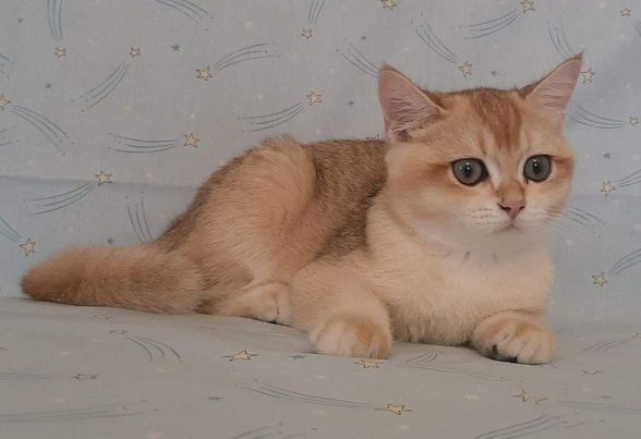 British Shorthair