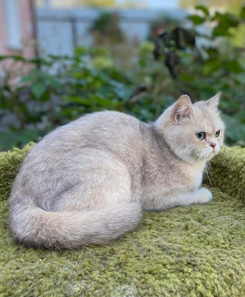 British Shorthair