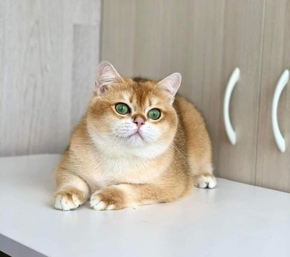 British Shorthair