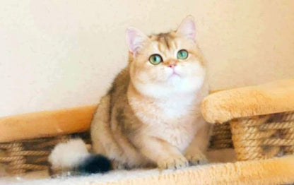 British Shorthair