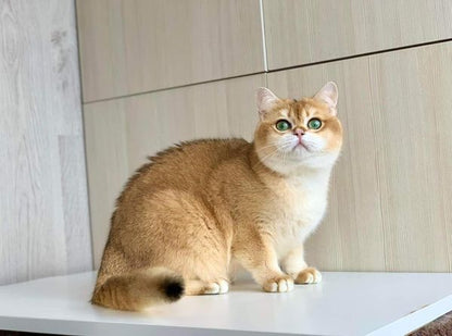 British Shorthair