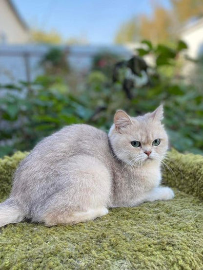 British Shorthair