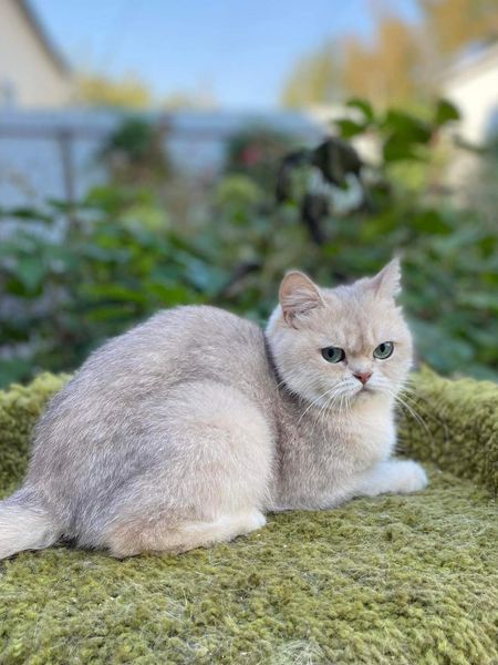 British Shorthair