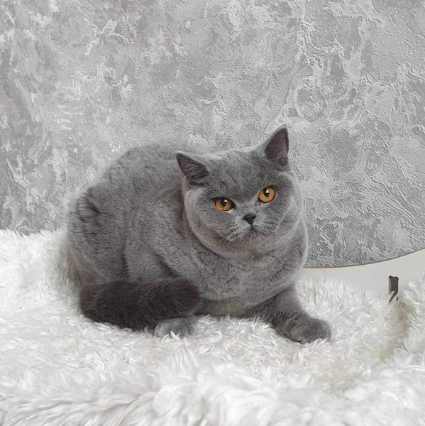 British Shorthair