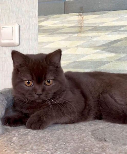 British Shorthair