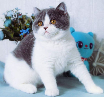 British Shorthair