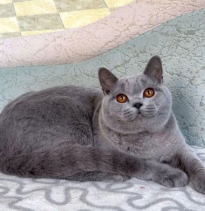 British Shorthair