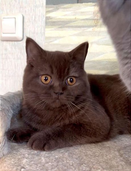 British Shorthair