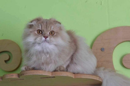 Scottish Fold Longhair