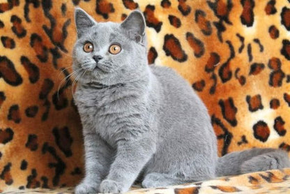 British Shorthair