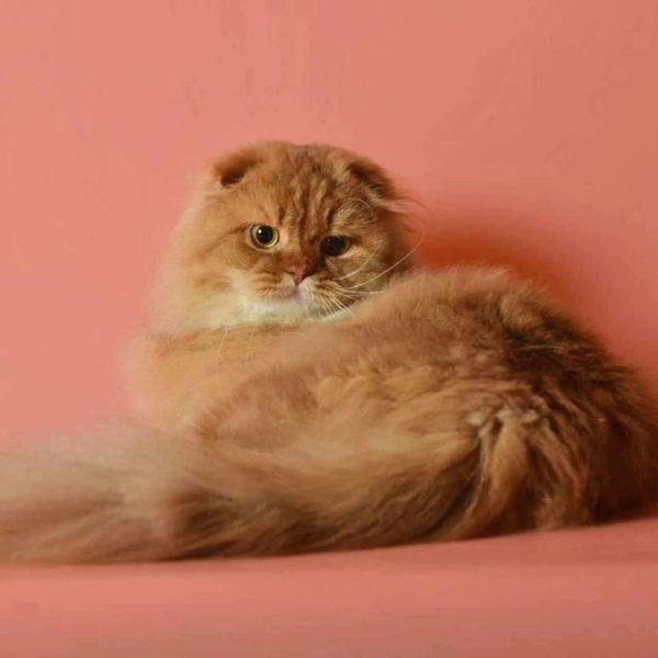 Scottish Fold Longhair