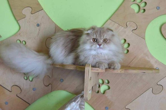 Scottish Fold Longhair