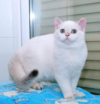 British Shorthair