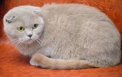 Scottish Fold