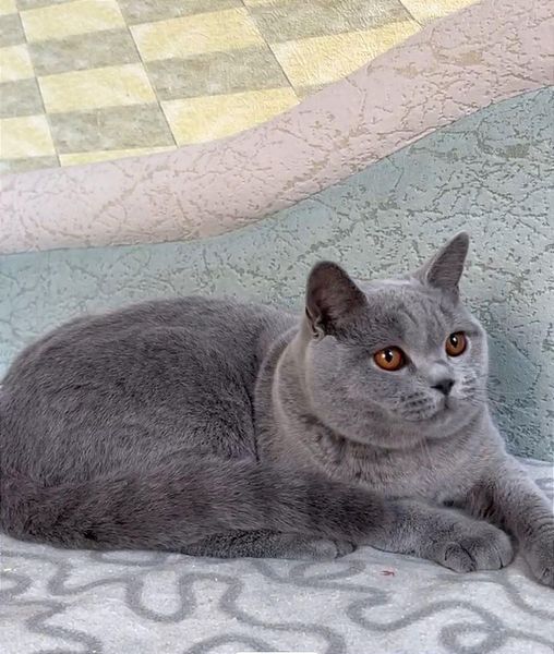 British Shorthair