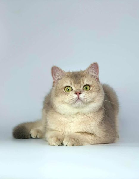 British Shorthair