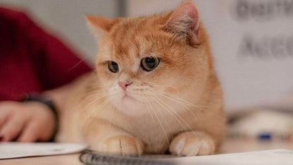 British Shorthair