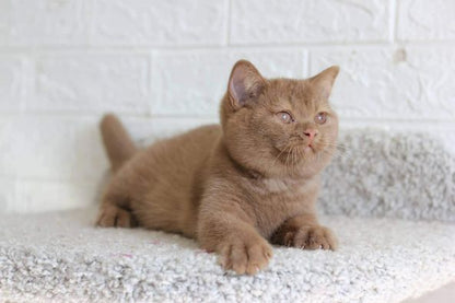 British Shorthair