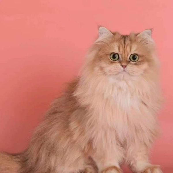 British Longhair