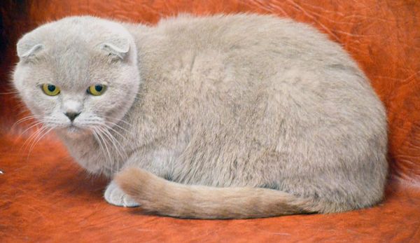 Scottish Fold