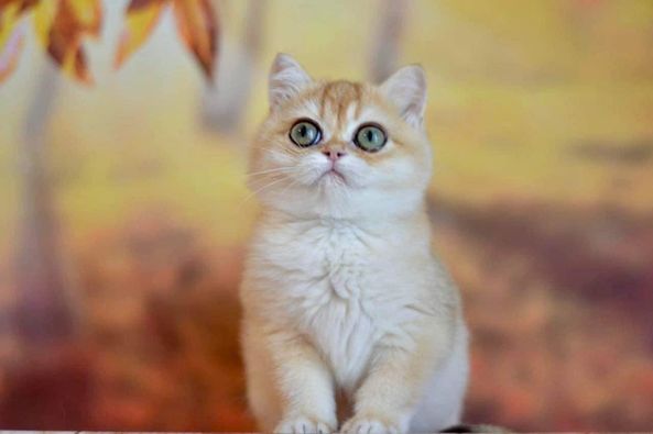 British Shorthair